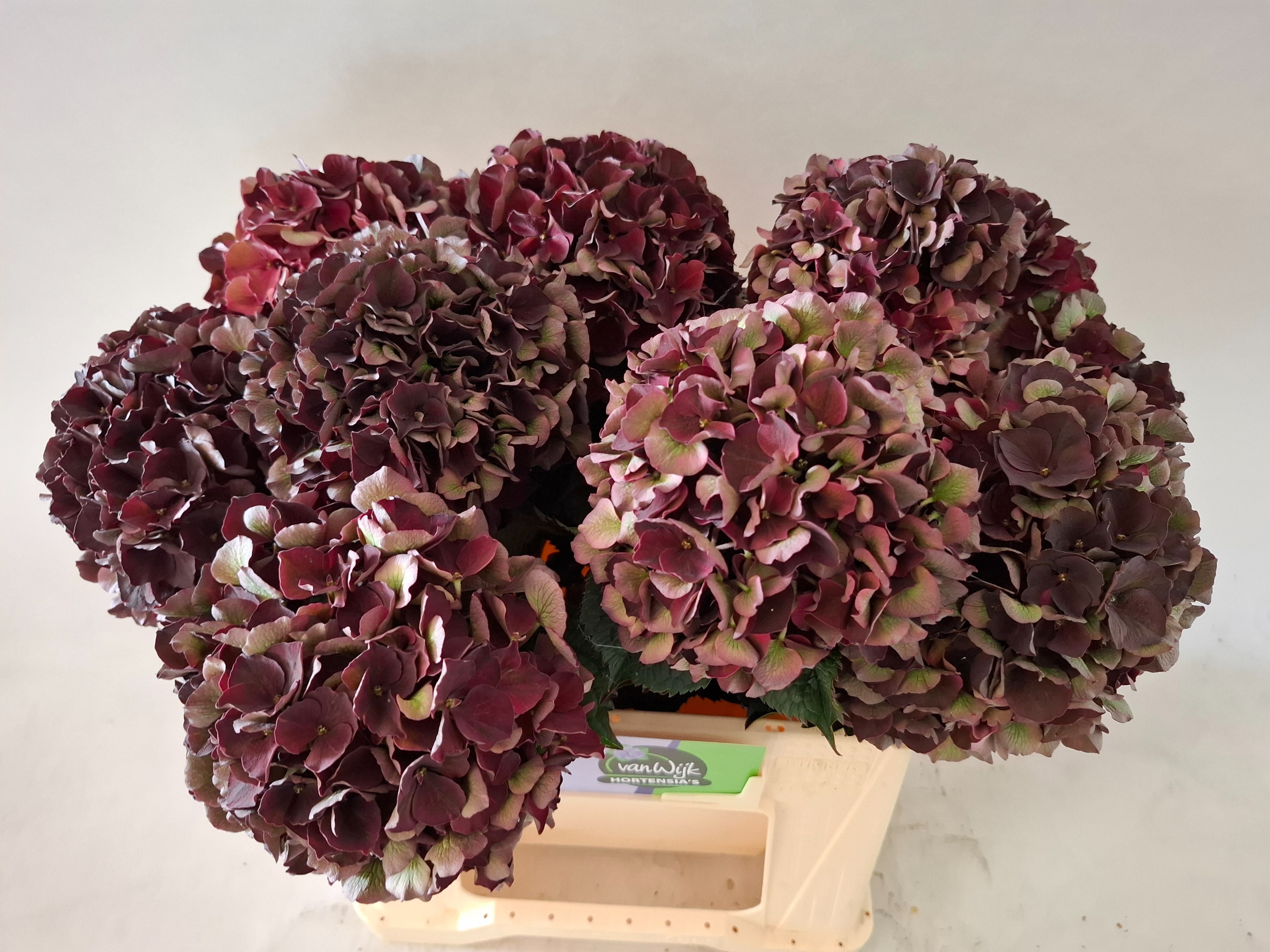 Hydrangea Dark Ruby Classic 40cm 16Ø