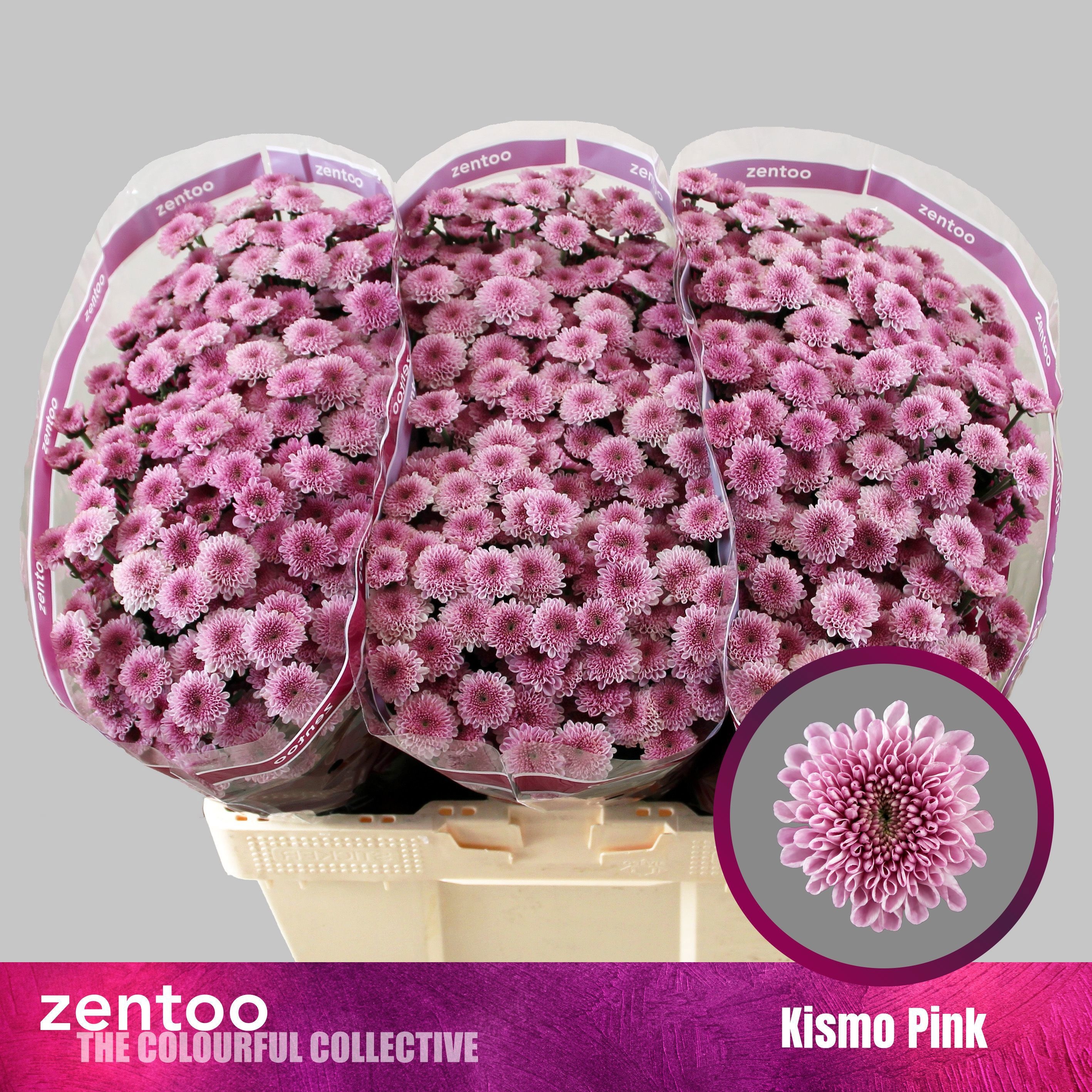 Chr S Kismo Pink