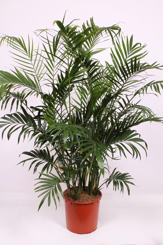 Chamaedorea Cataractarum "stella Palm"
