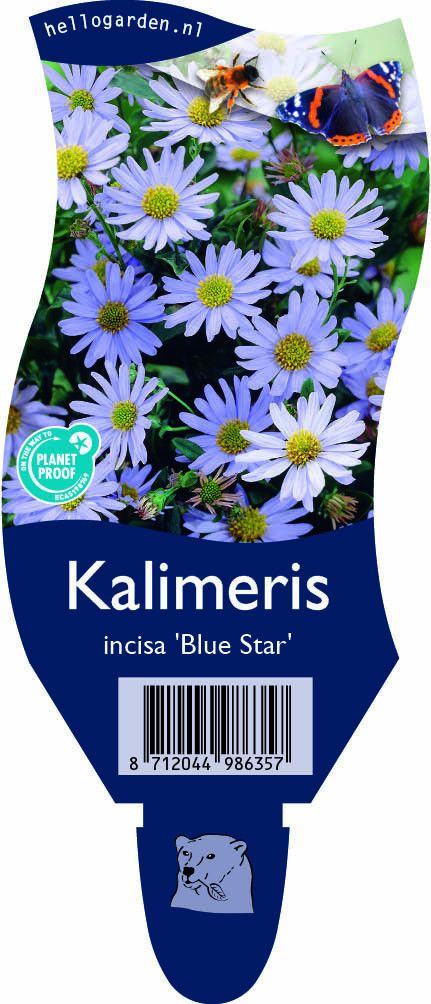 Kalimeris incisa 'Blue Star'