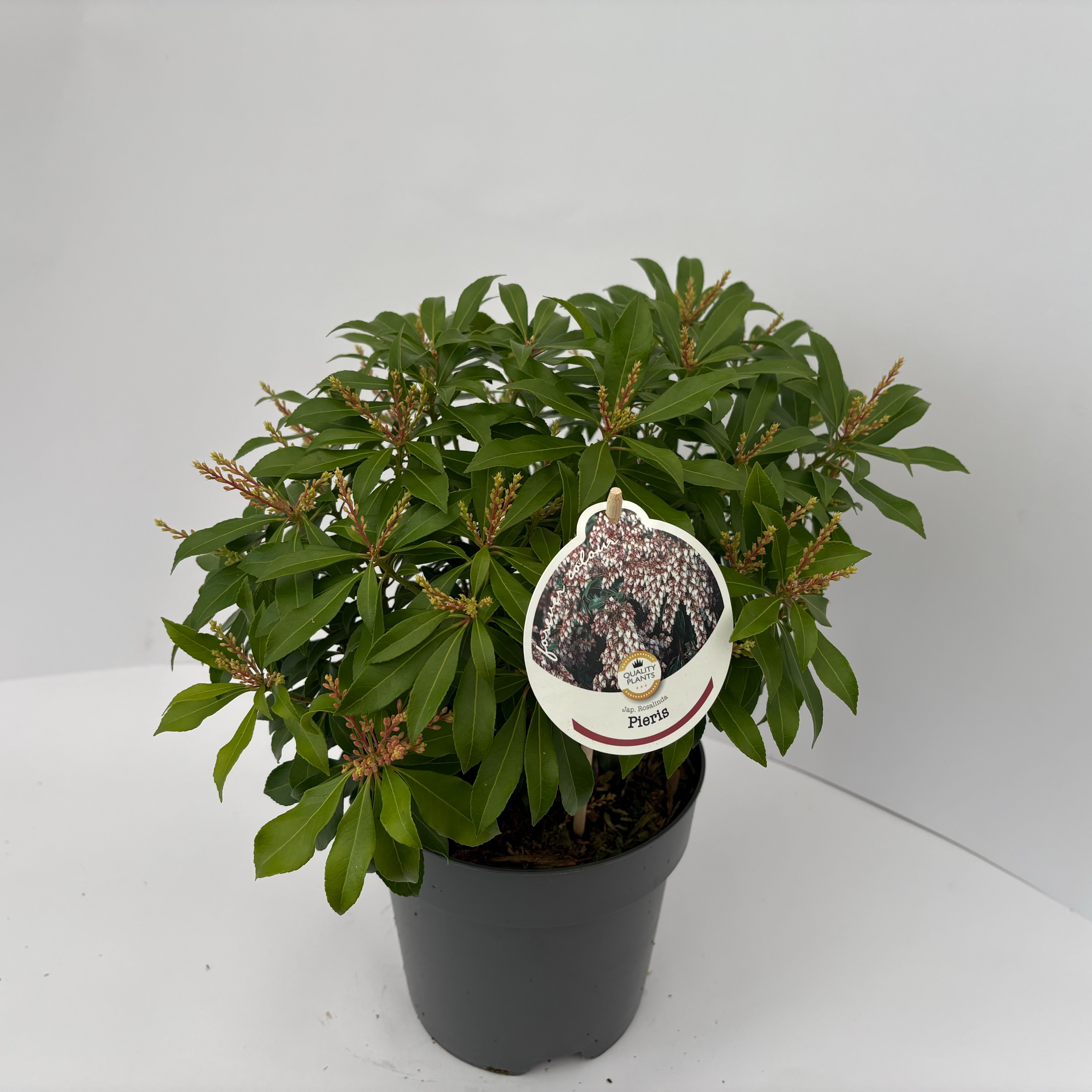 Picture of Pieris japonica Rosalinda P17 (2 Ltr)