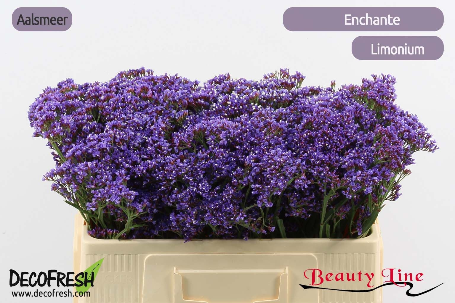 Lim Pe Enchante 50L.cm 18gram 24bloei