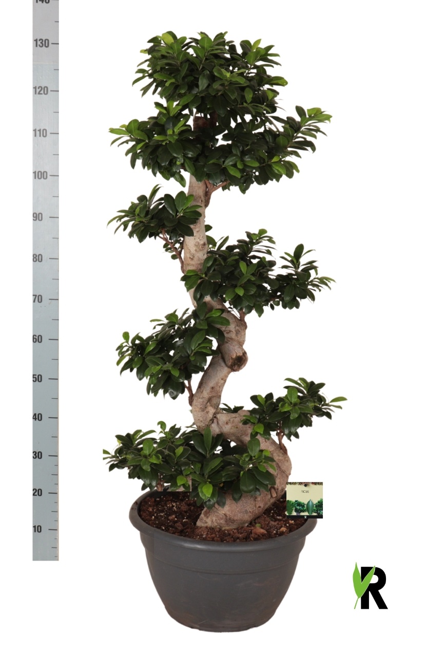 Fic Mi Ginseng 40Ø 140cm