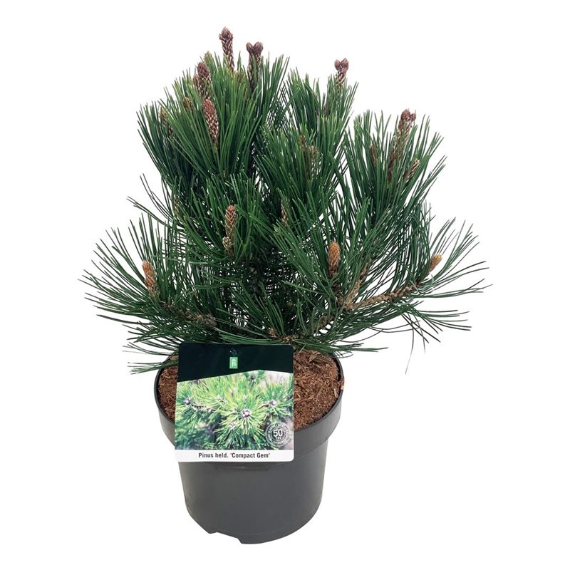 Picture of Pinus held. 'Compact Gem'