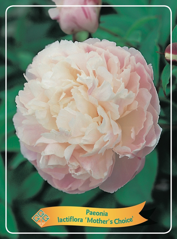 Picture of Paeonia Lactiflora Mix CC P11