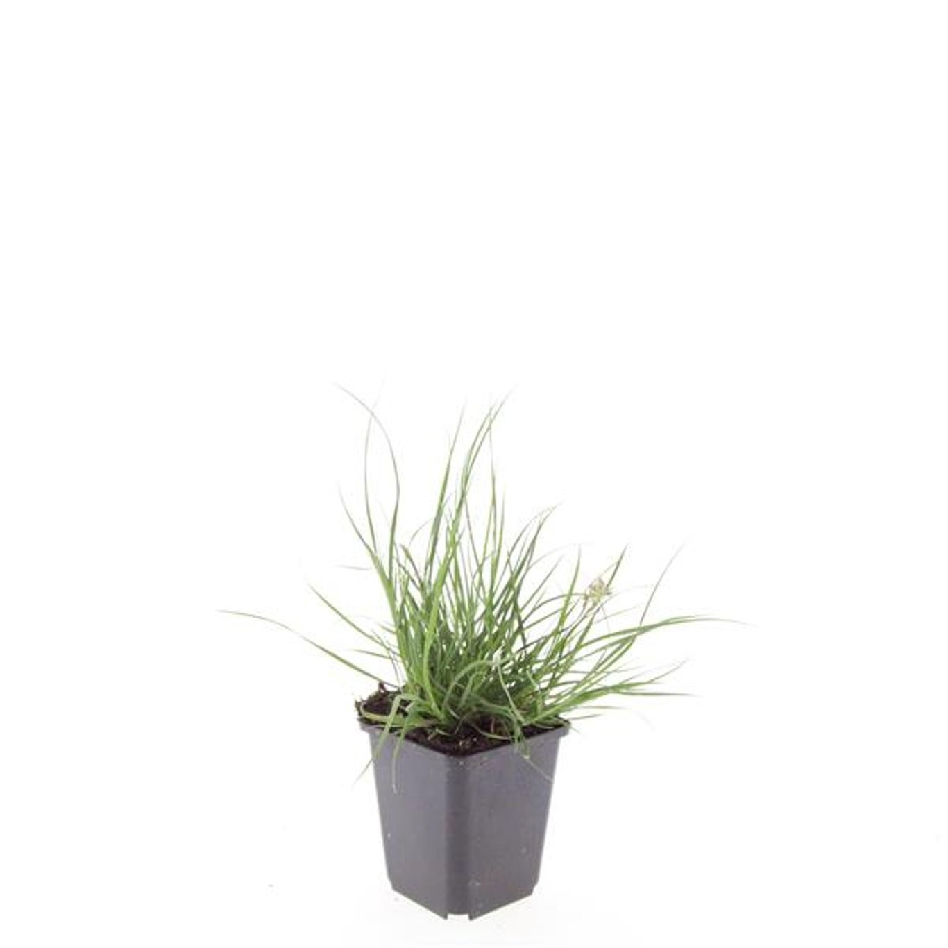 Pennisetum alopecuroides 'Little Bunny'