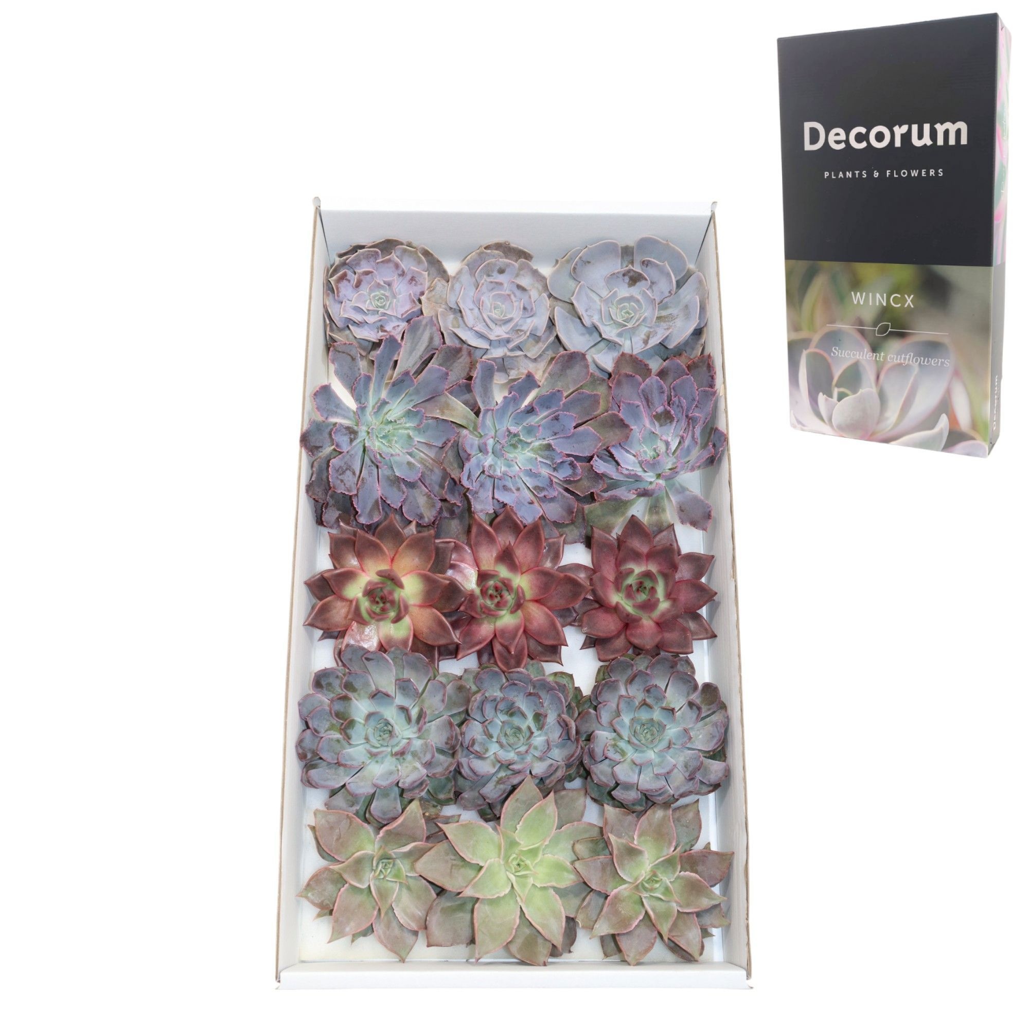 Echeveria Love Mix (wincx) Cutfl (5 Spcs)