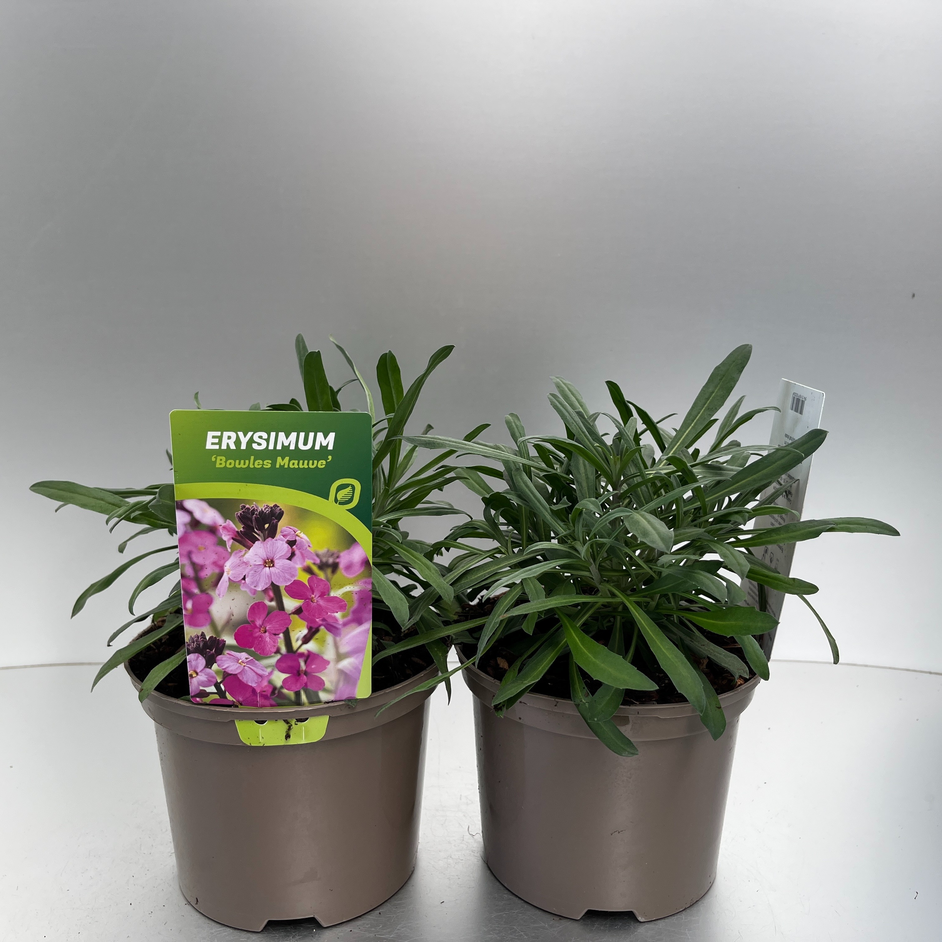 Picture of Erysimum Bowles Mauve P17 (2 Ltr)