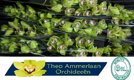 Cymbidium Robin Hood 8/11bl