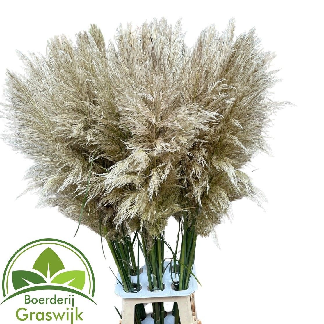 Cortaderia Ov