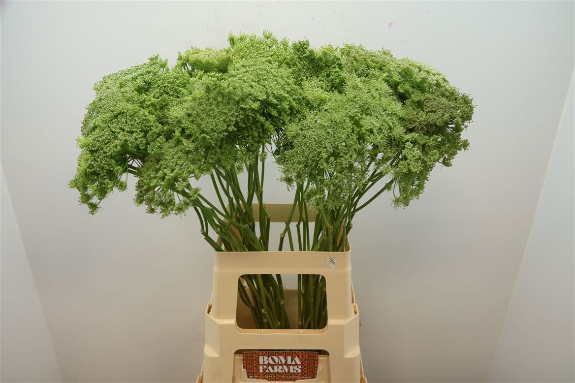 Ammi Vis Green Mist