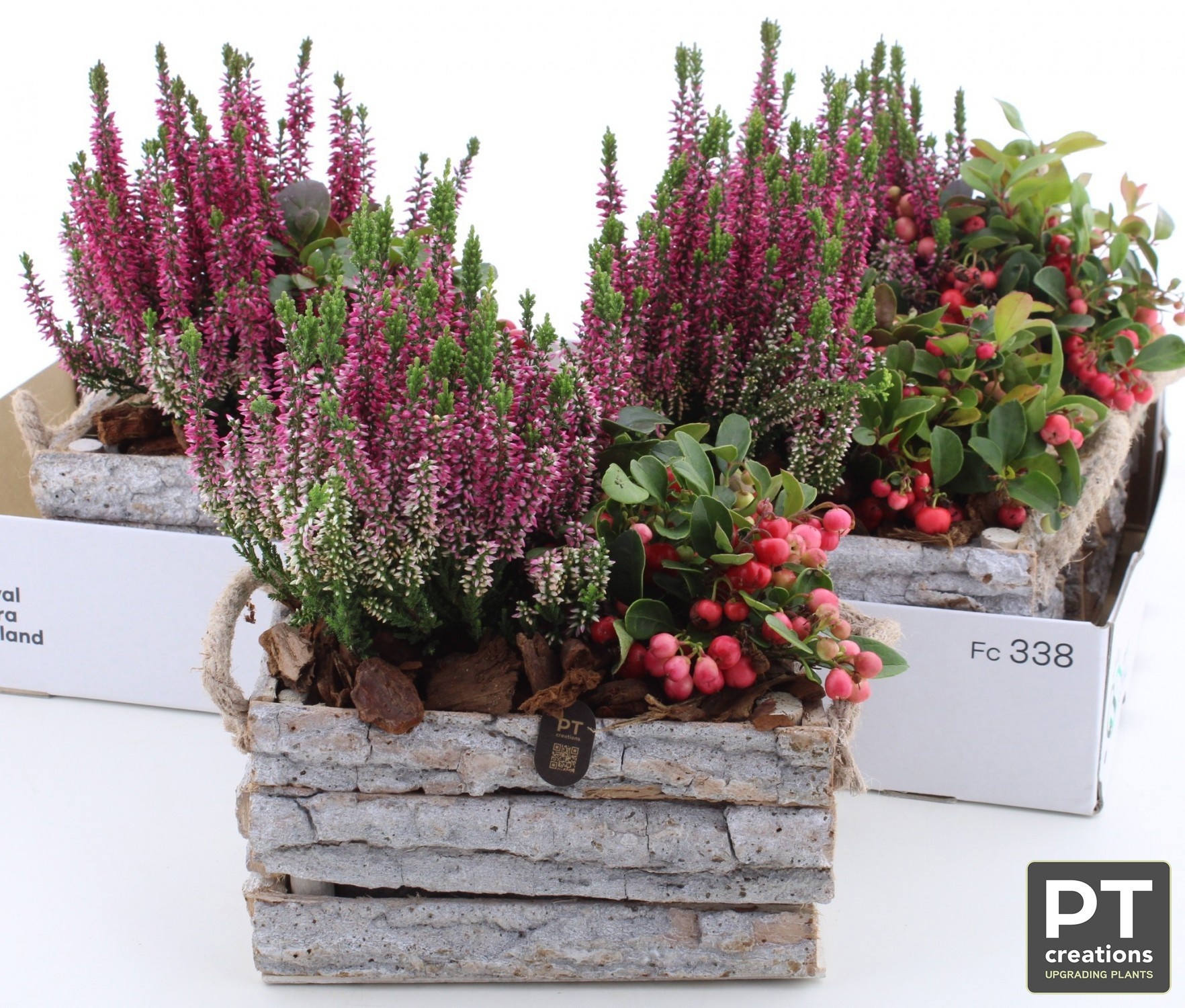 Arr Tuinplanten 21P 31cm 22bloei