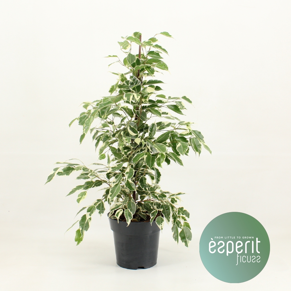 Picture of Ficus benjamina Twilight P17 70CM