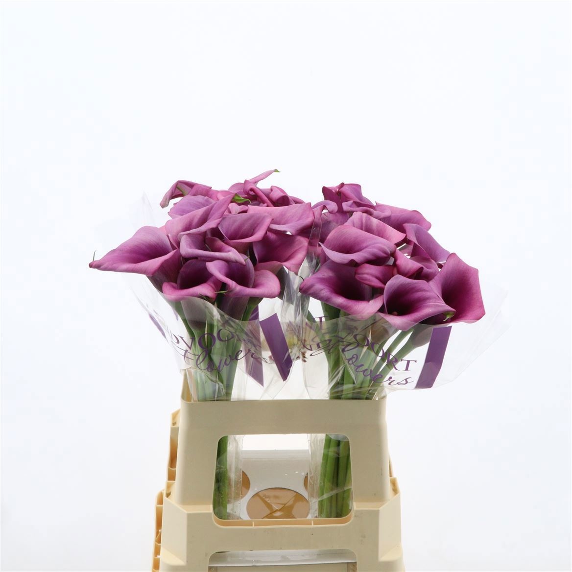 Calla Durban 60cm