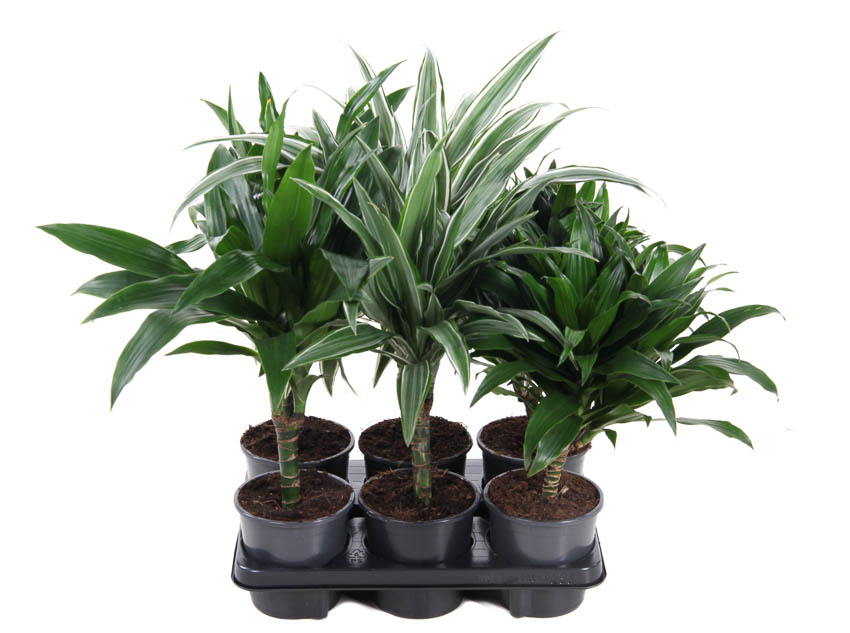 Picture of Dracaena stem 15cm P13 50CM