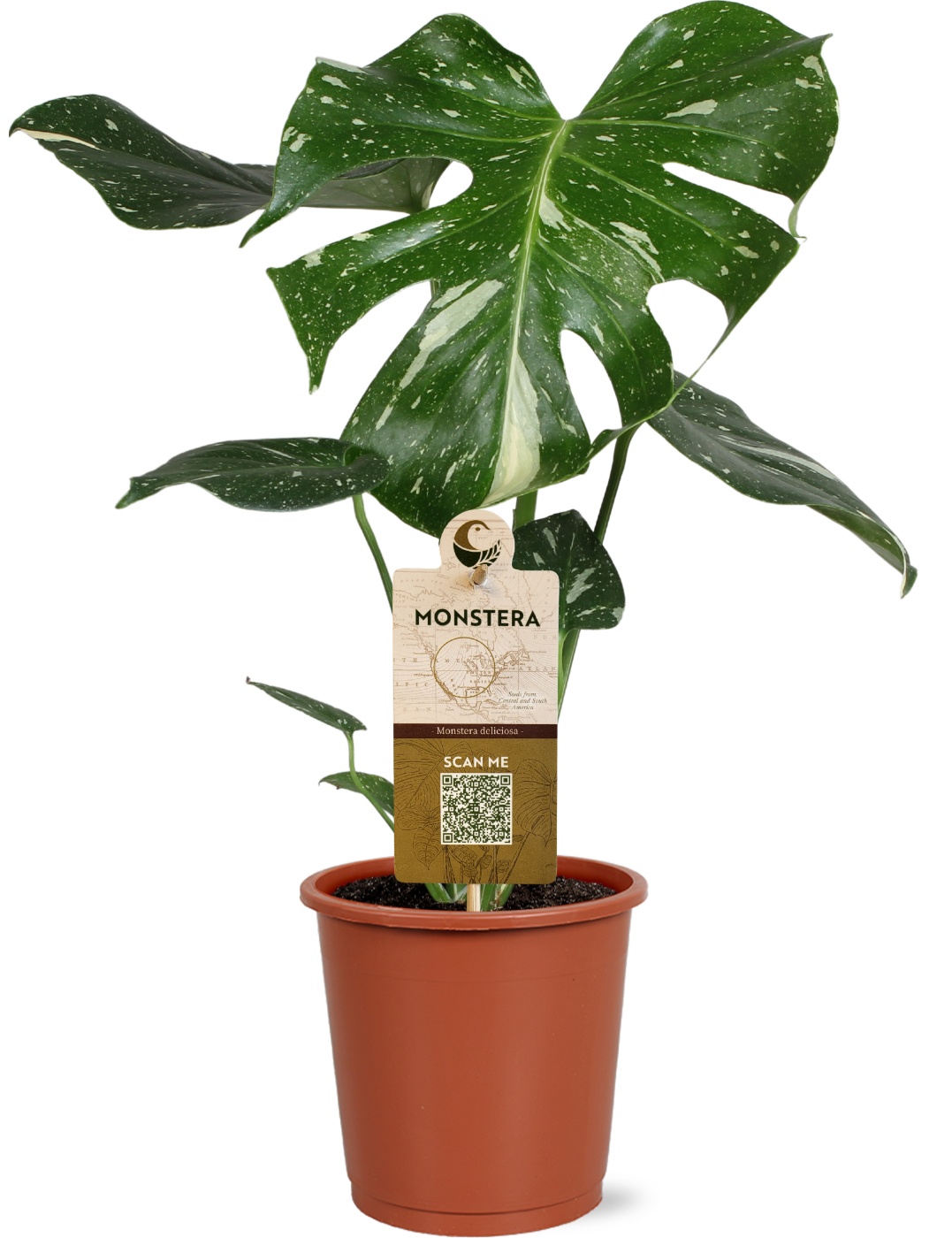 Monstera Del. Thai Constellation in blanco hoes met etiket