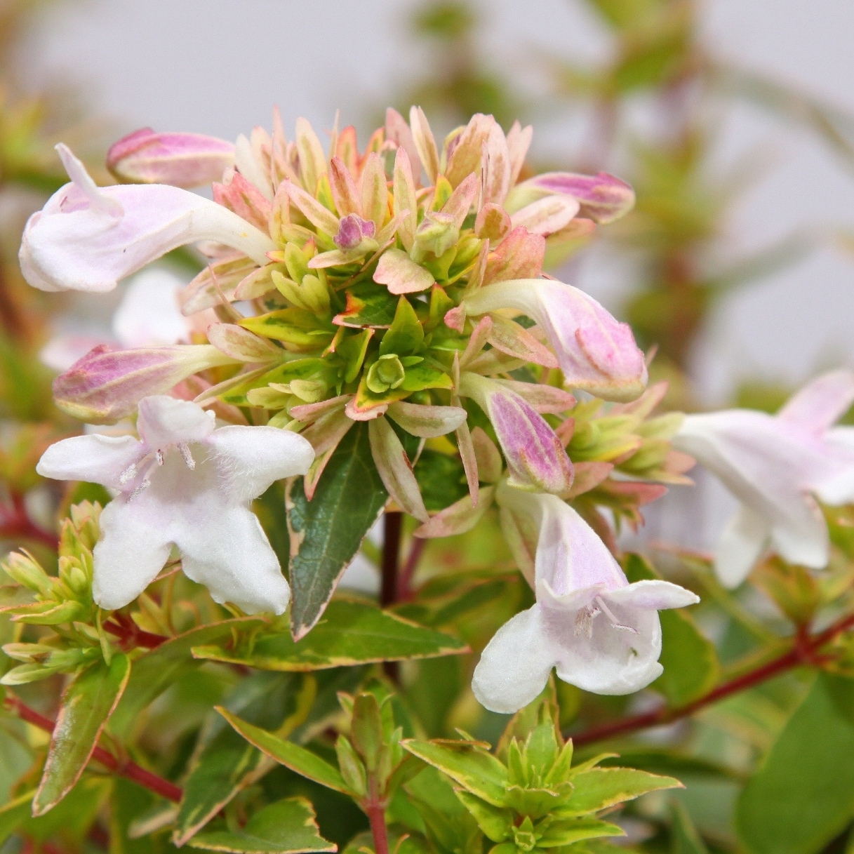 Picture of Abelia grandiflora 'Happy Daydream'