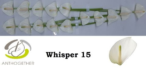 Anthurium Whisper 9Ø