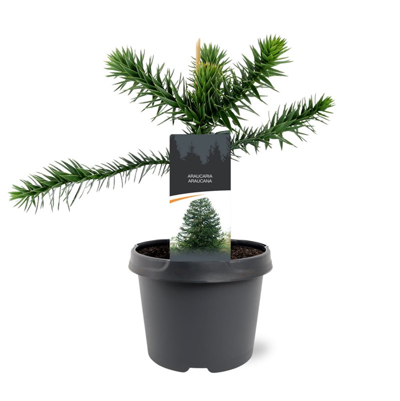 Picture of Araucaria araucana P23 (5 Ltr)