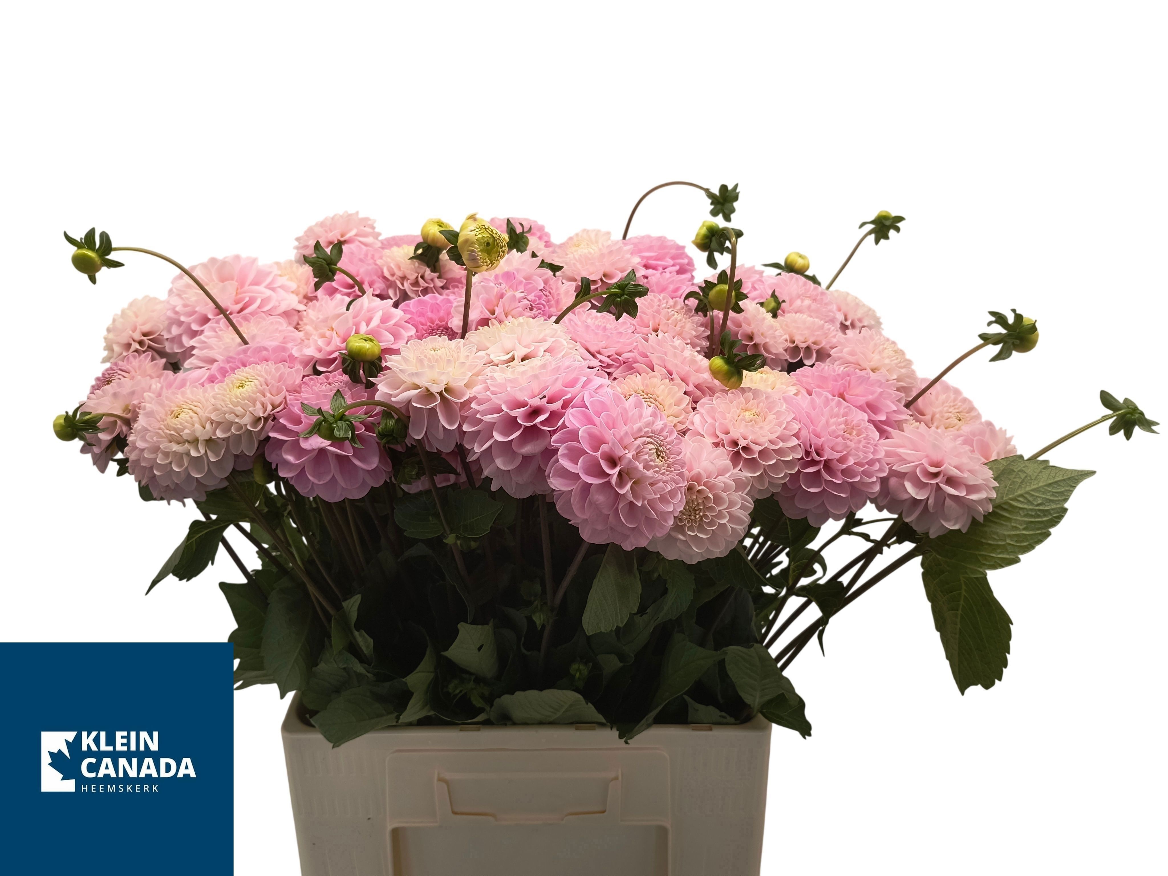 Dahlia Ball Wizz Of Oz 60cm