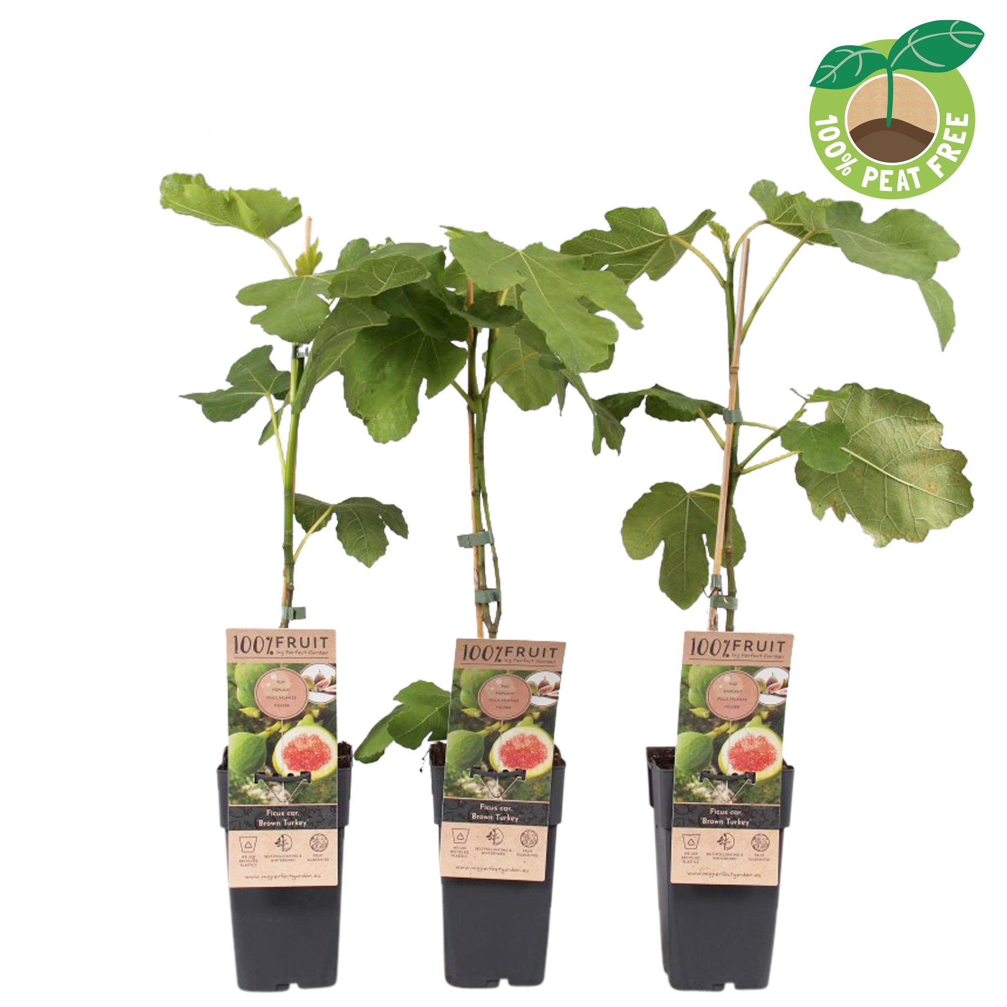 Picture of Ficus carica Brown Turkey P15 (2 Ltr/high)