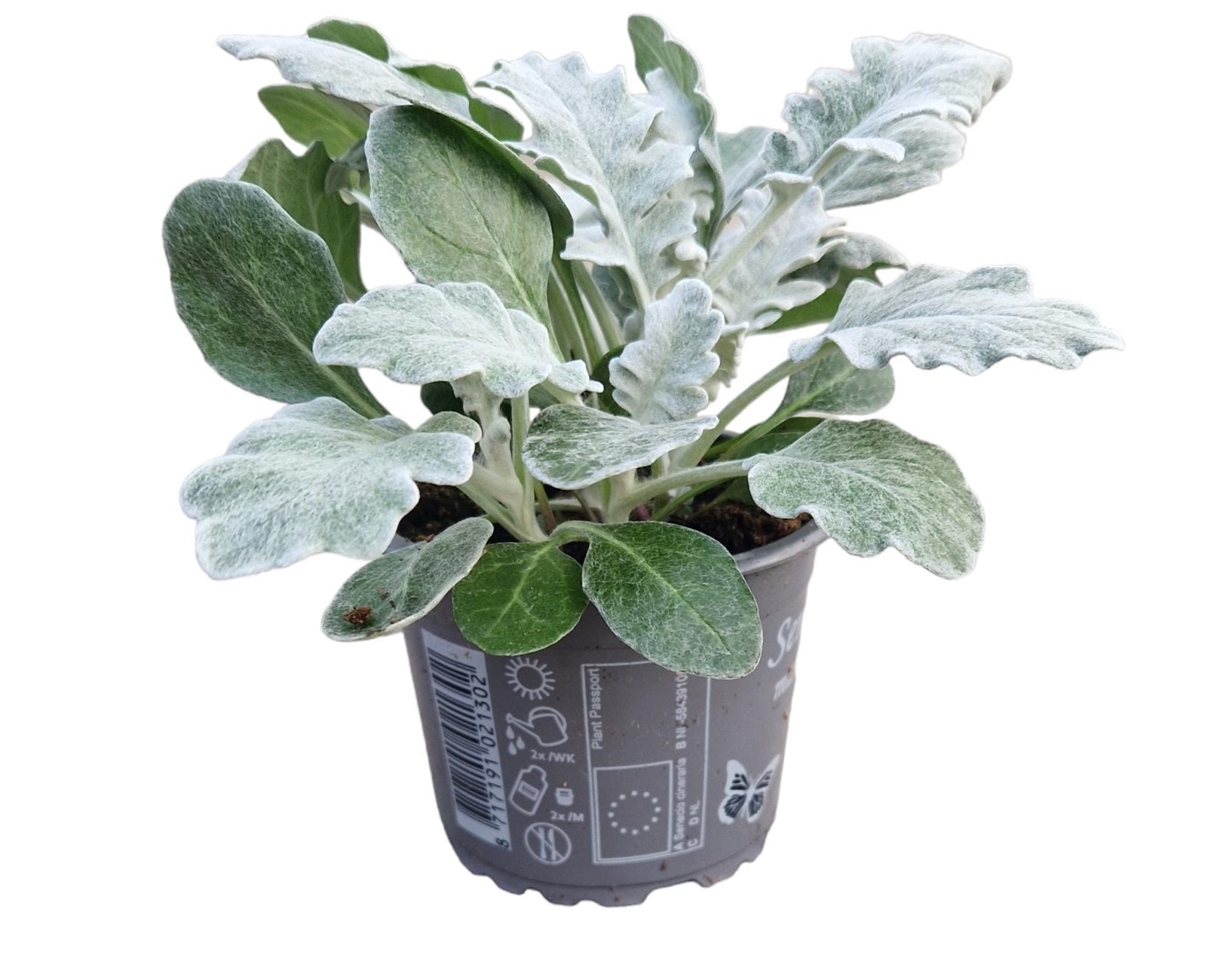 Senecio maritima