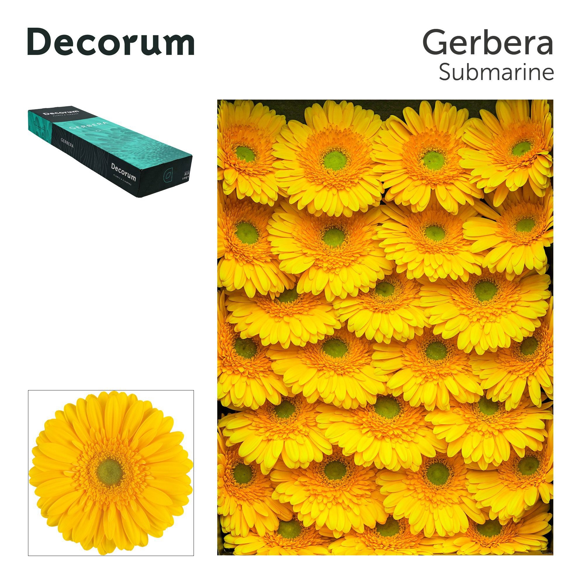 Ge Gr Submarine