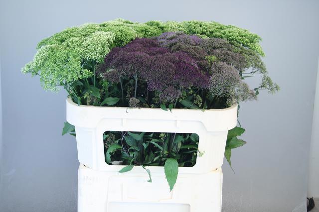 Trachelium Mixed In Bucket 70cm