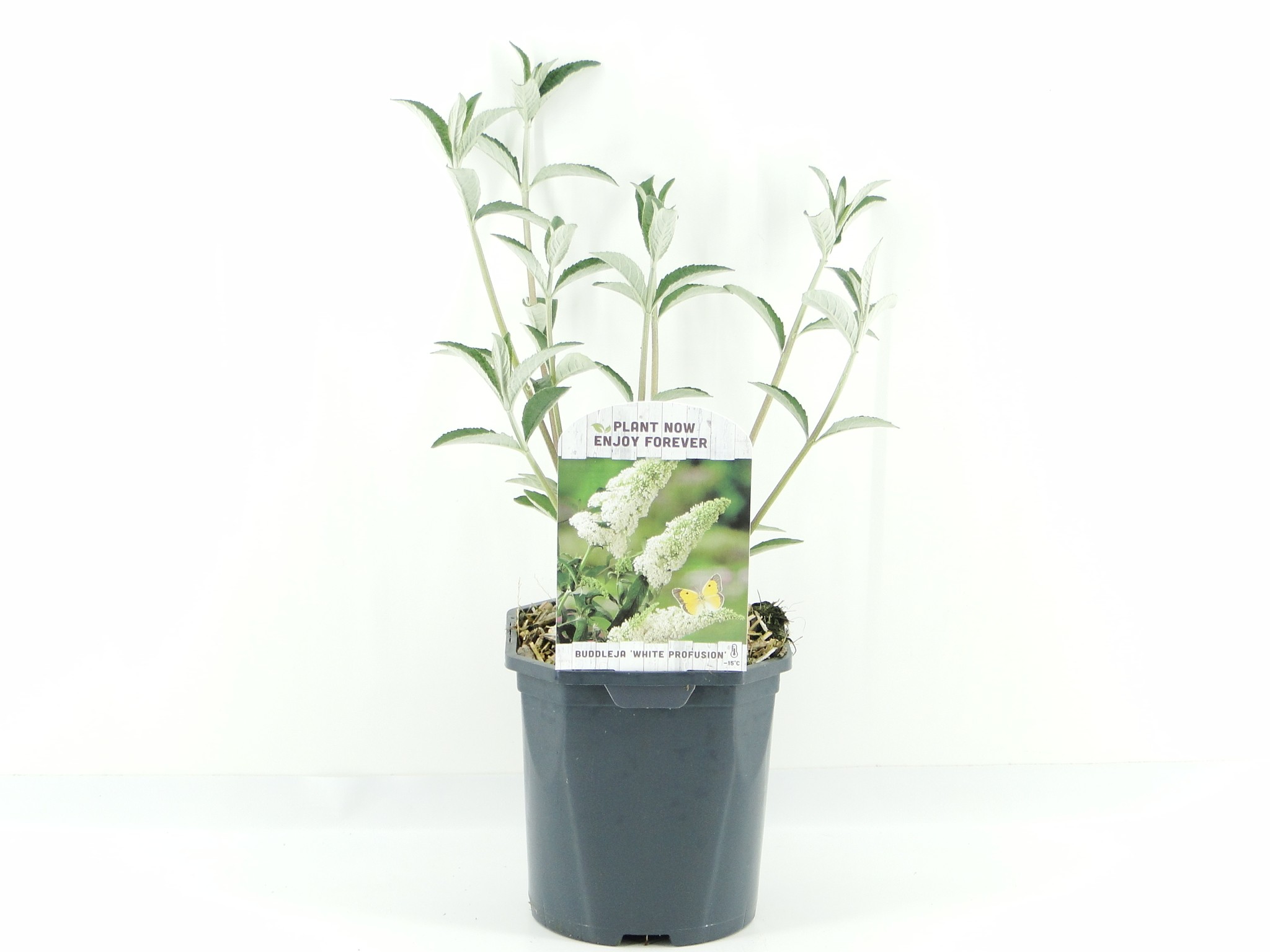 Picture of Buddleja dav. White Profusion