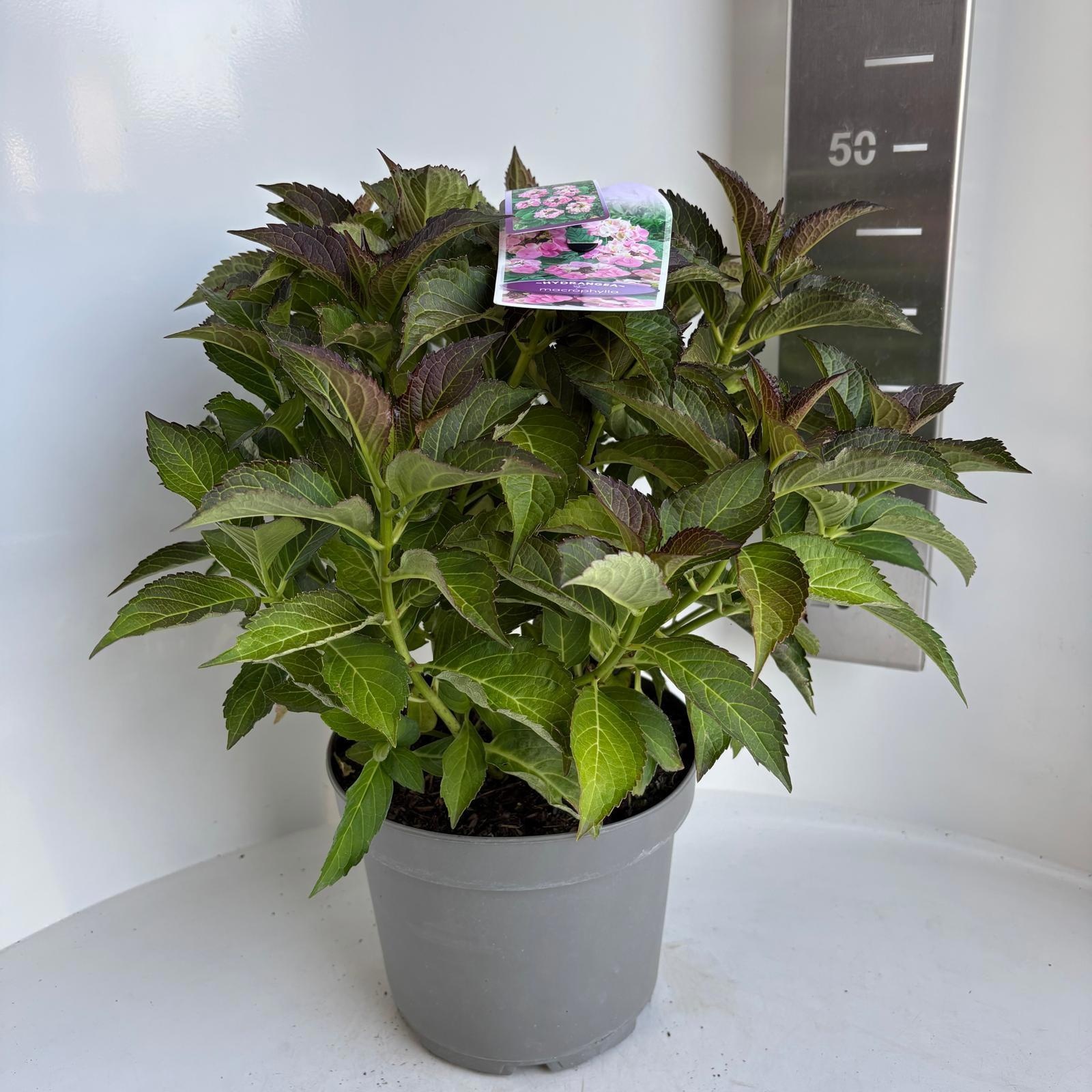 Hydrangea Macr. Roze (scherm)