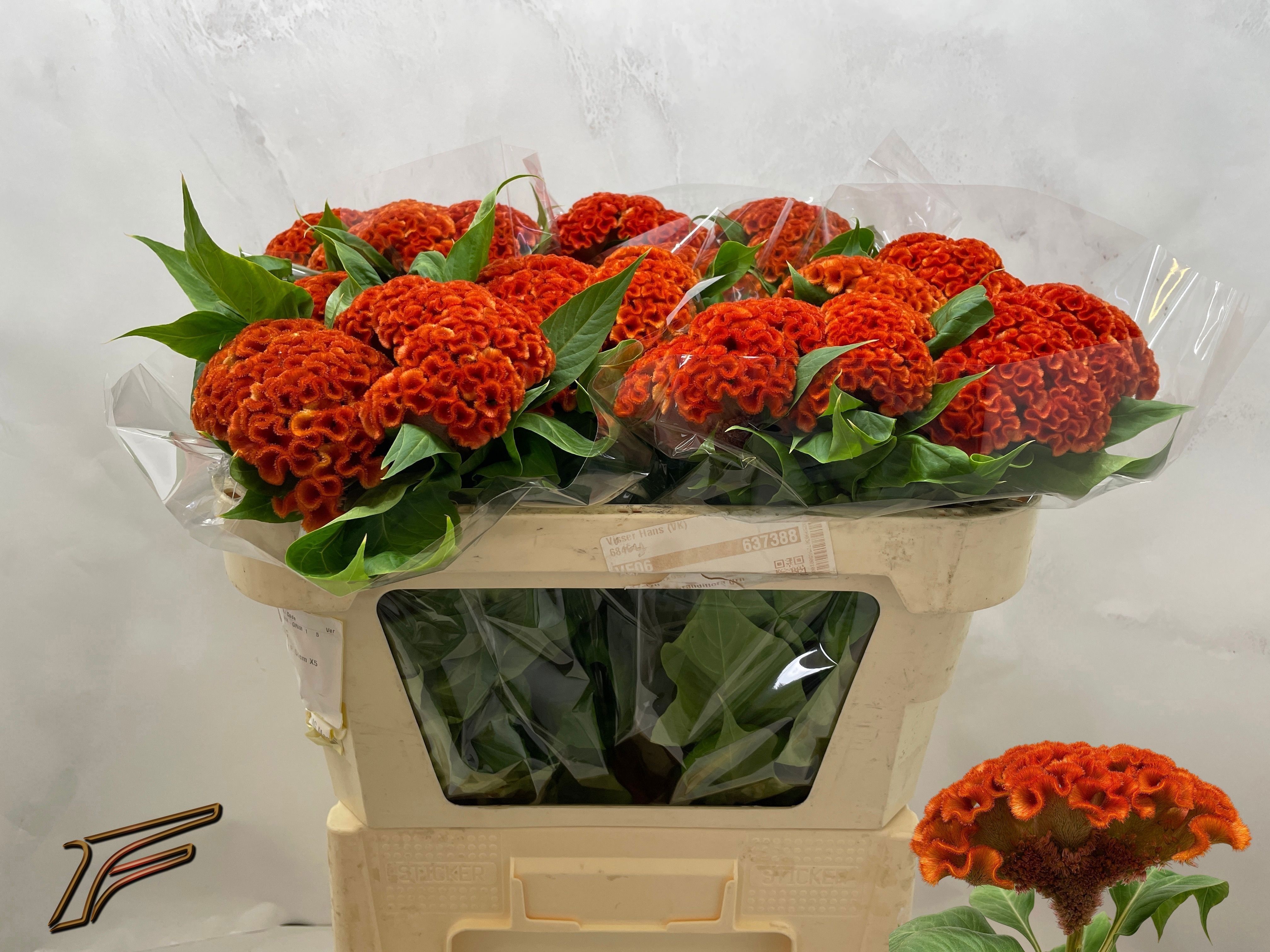 Celosia Act Extreme Orange 50cm