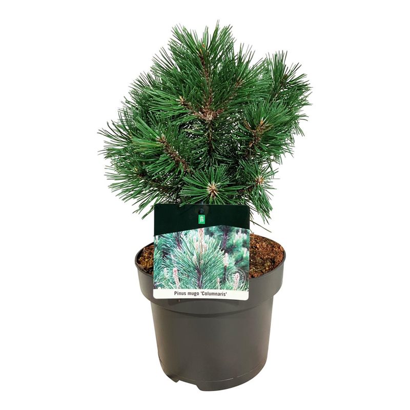Picture of Pinus mugo 'Columnaris'