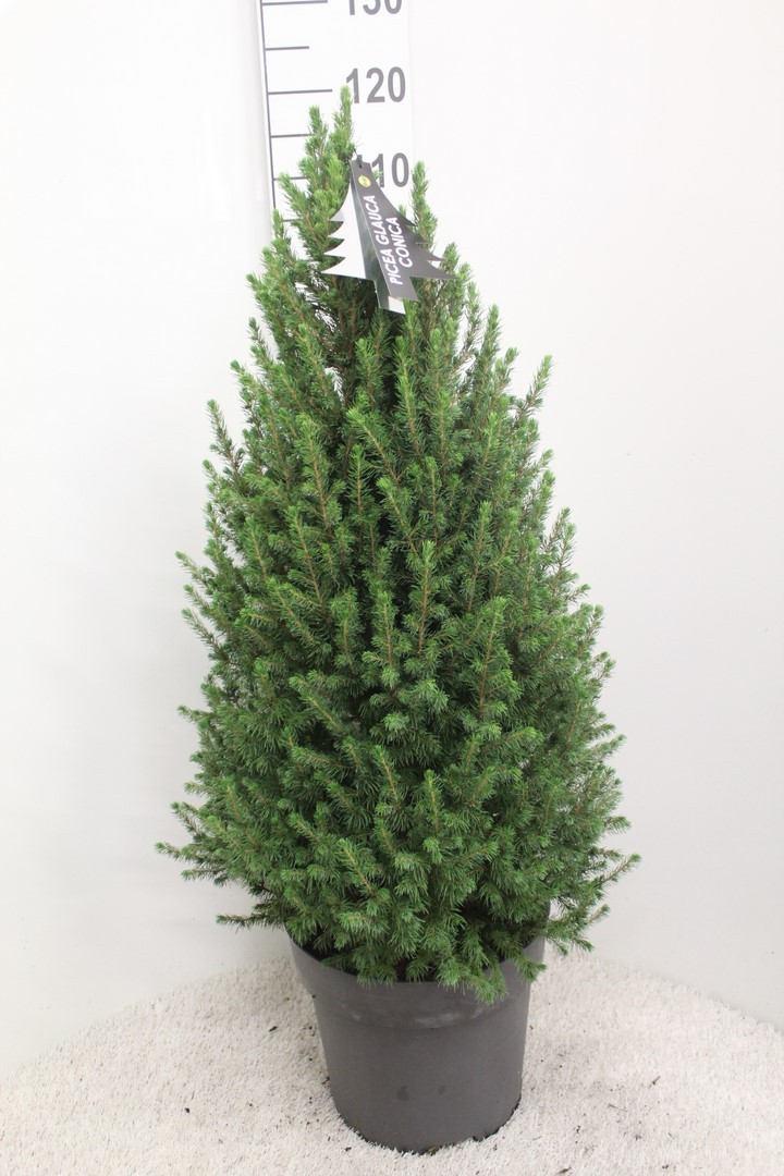 Picture of Picea glauca Conica P33 100CM-INC-POT/POTGROWN (LOOSE)