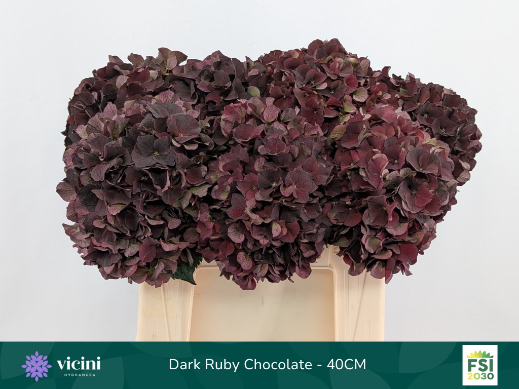 Hydrangea Dark Ruby Classic 40cm 16Ø