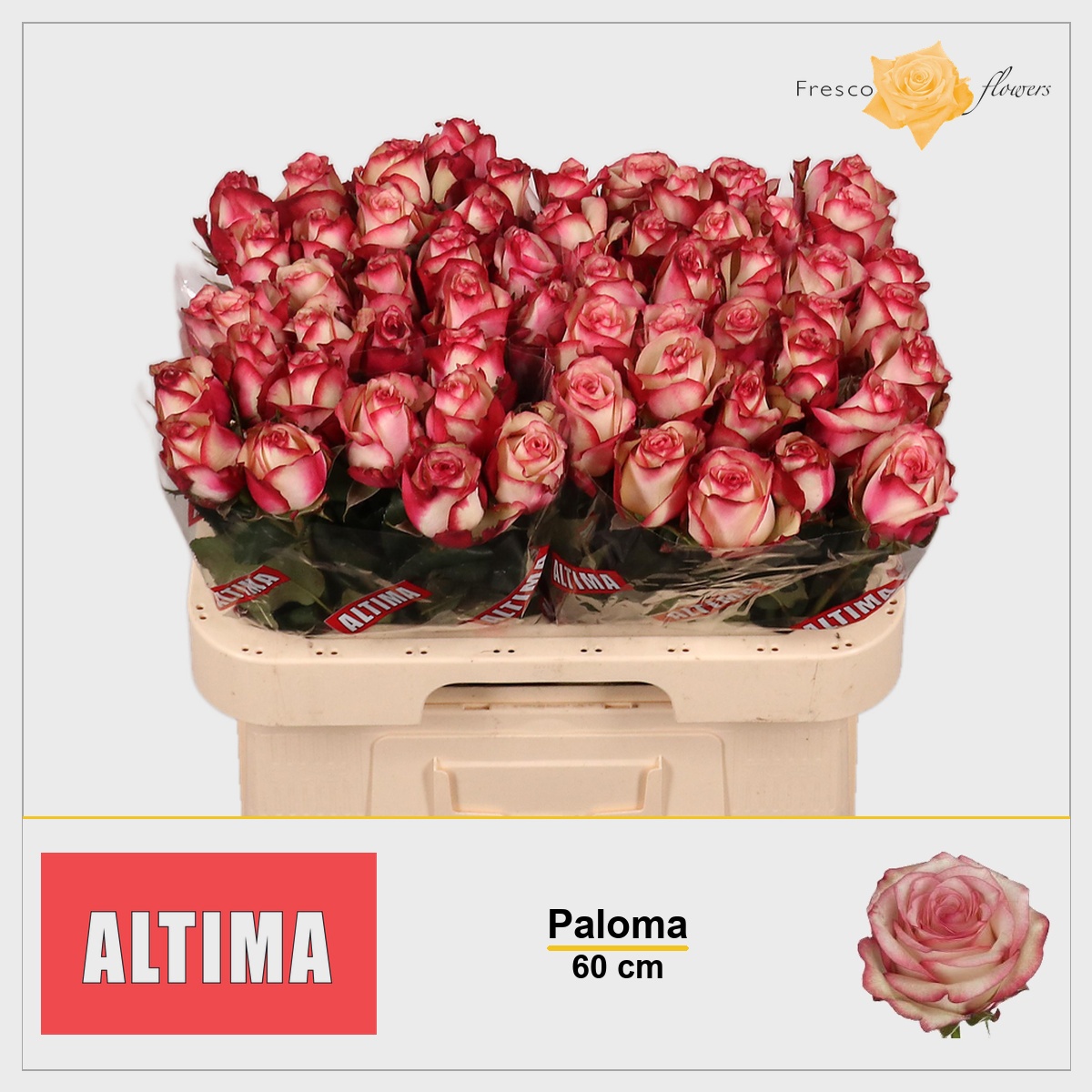 Rosa Paloma 60cm