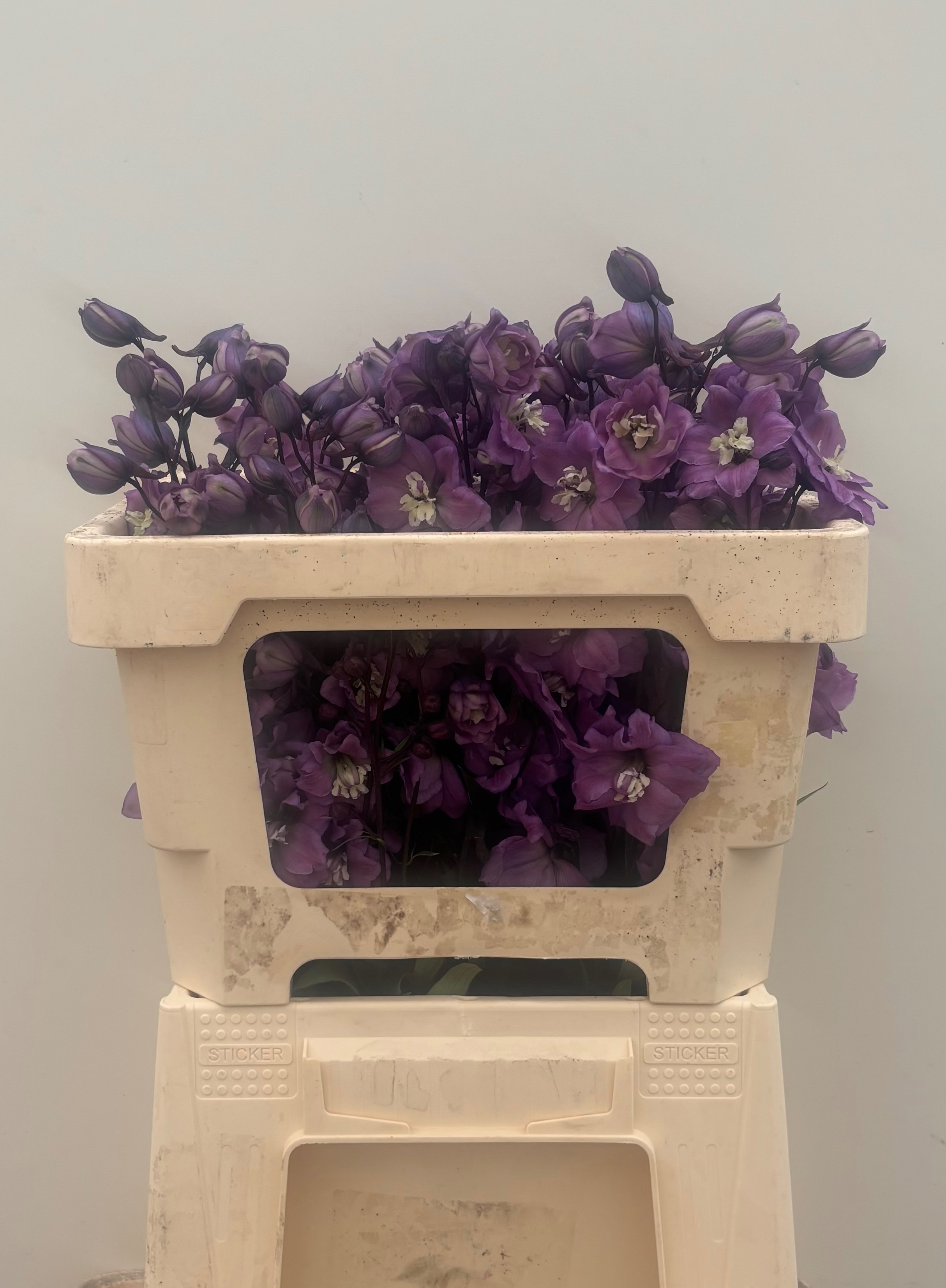 Delphinium El Dewi Pink Floyd 50cm