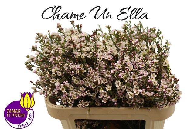 Chamelaucium Ella White 70cm 35gram