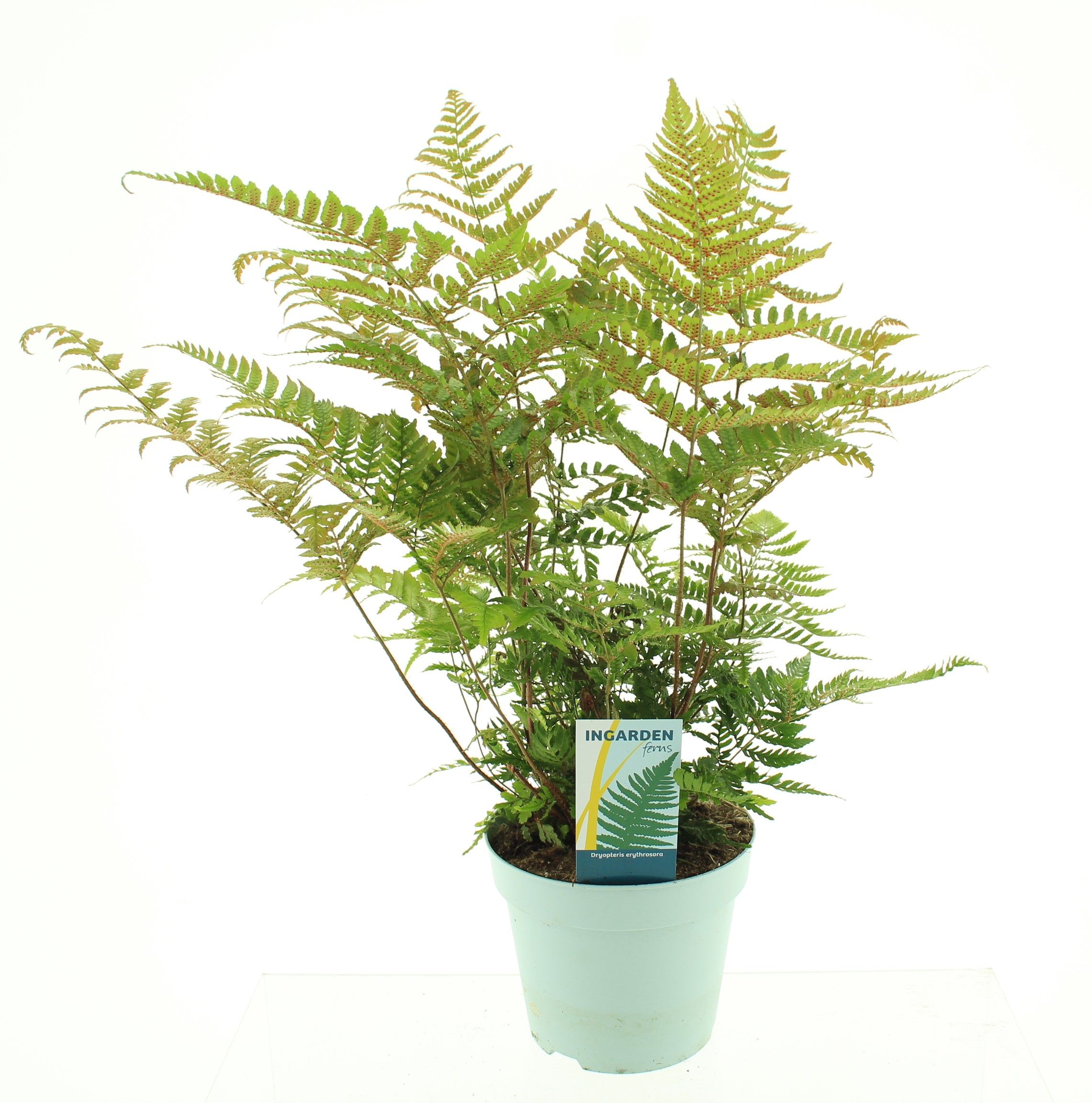 Picture of Dryopteris erythrosora