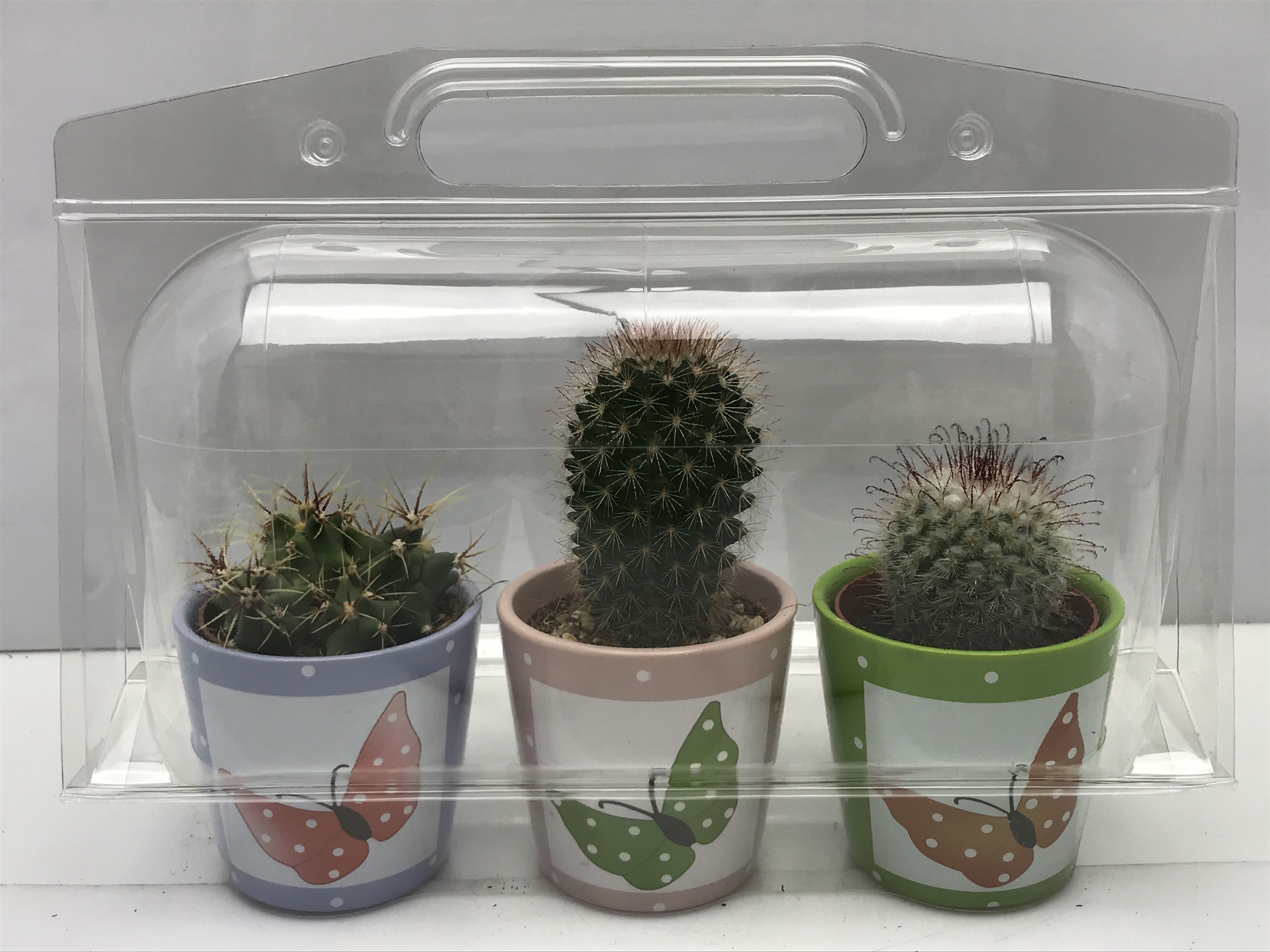 Cactus mixed CACTUS GEM | Gardenline