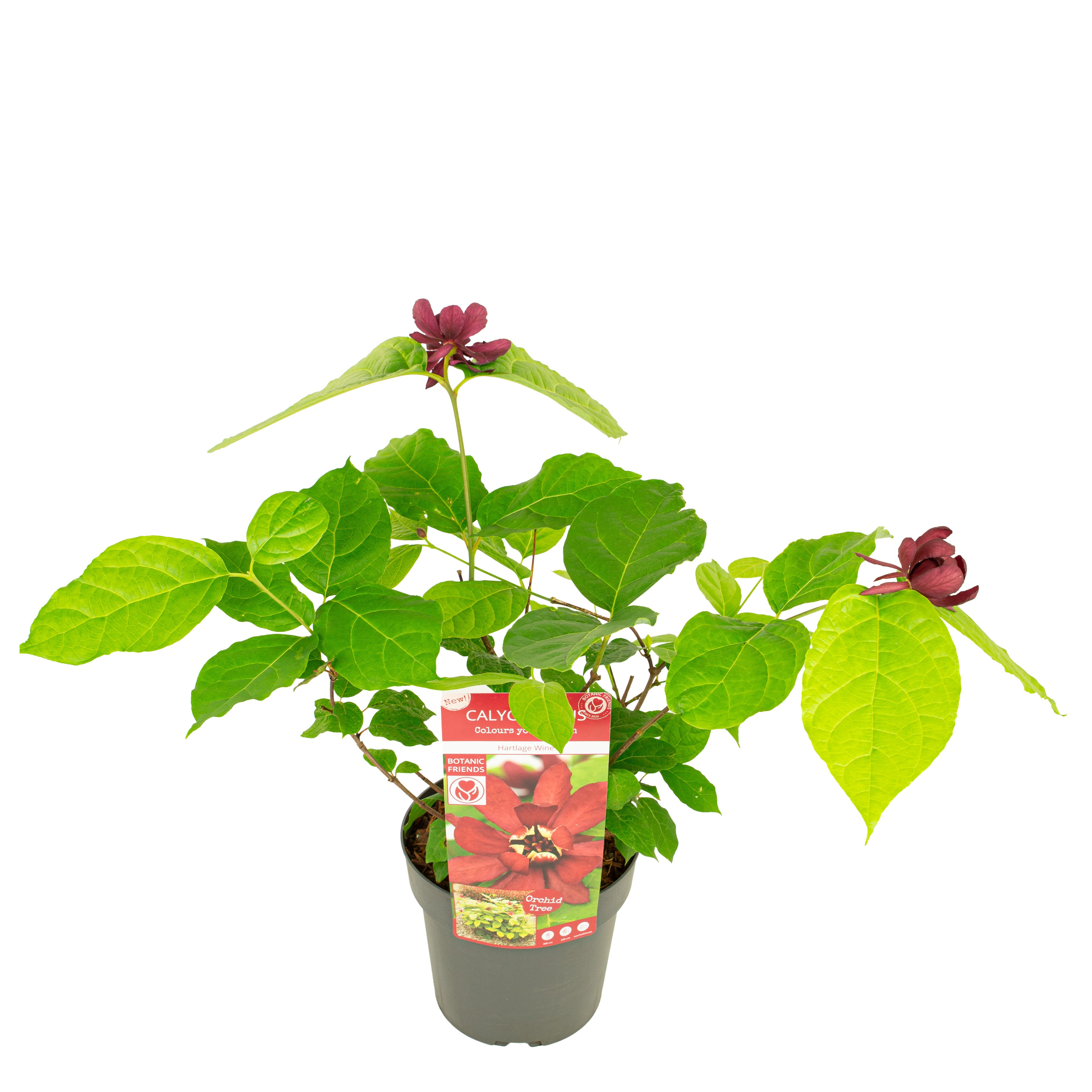 Picture of Sinocalycanthus Hartlage Wine P19 (3 Ltr)