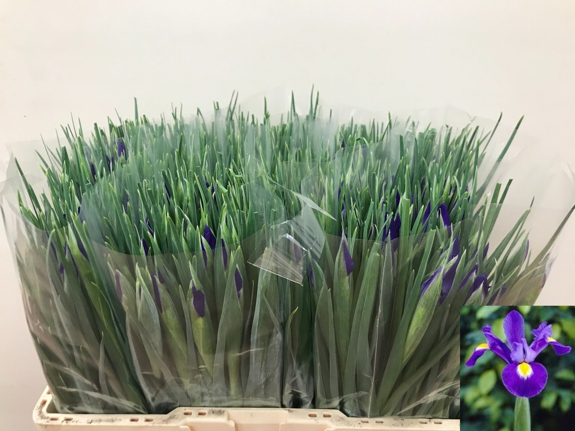 Iris Blue Magic
