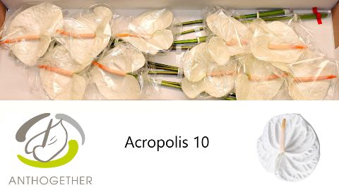 Anth A Acropolis