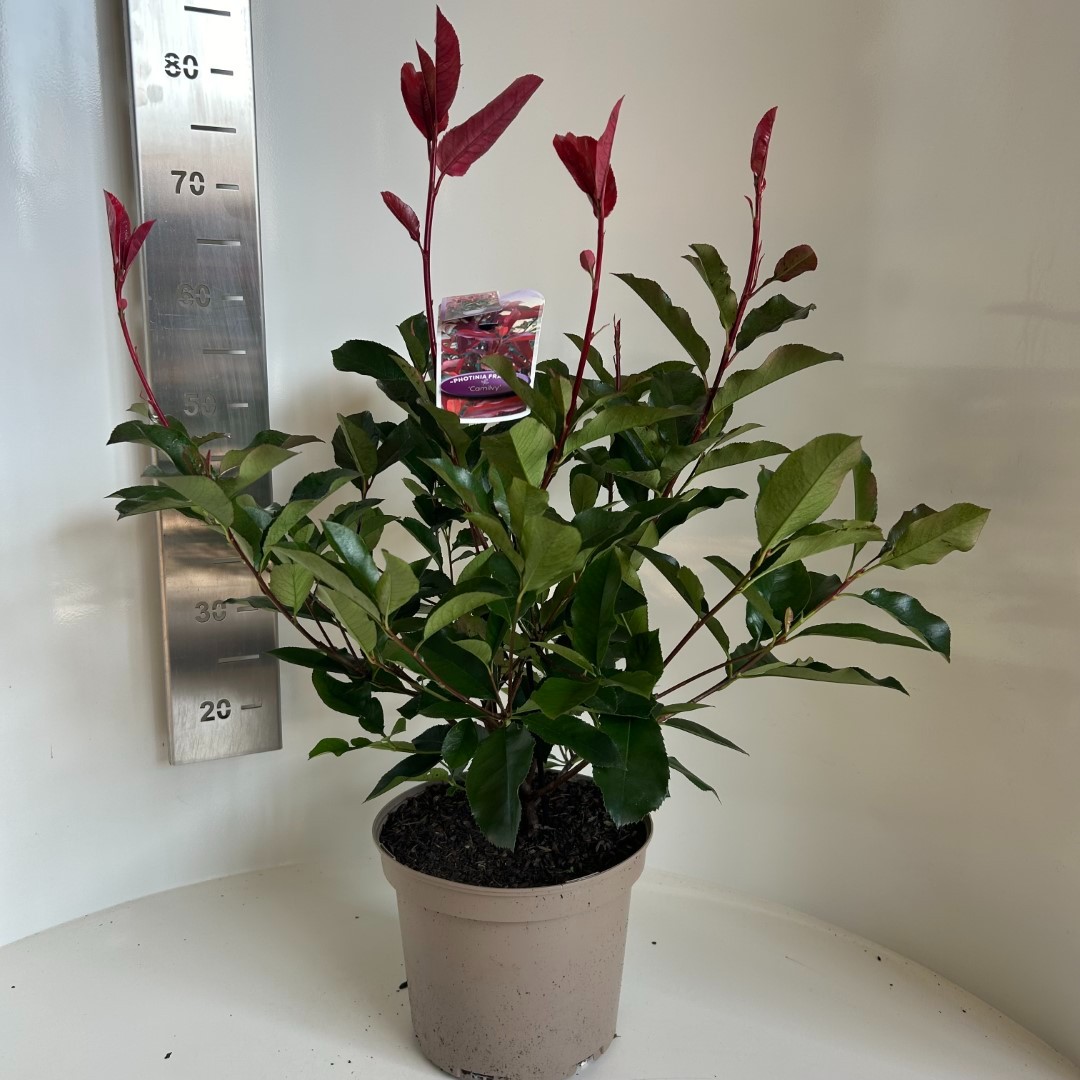 Picture of Photinia fras. Camilvy P23 (5 Ltr) (LOOSE)