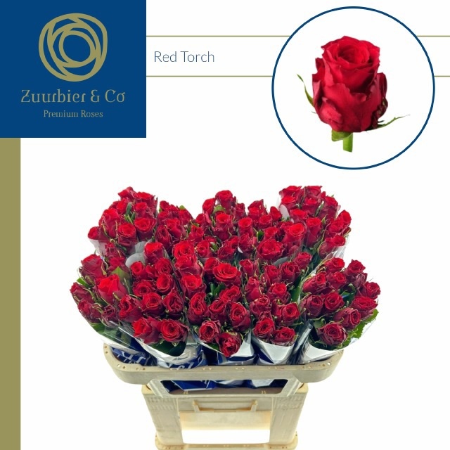 R Gr Red Torch