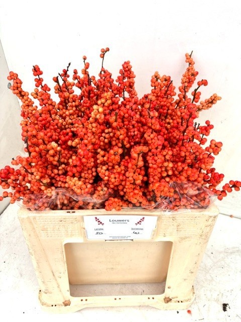 Ilex Winter Gold 50cm