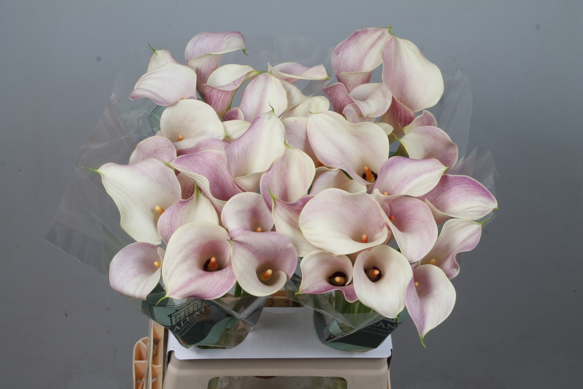 Calla Blushing Lady 65cm