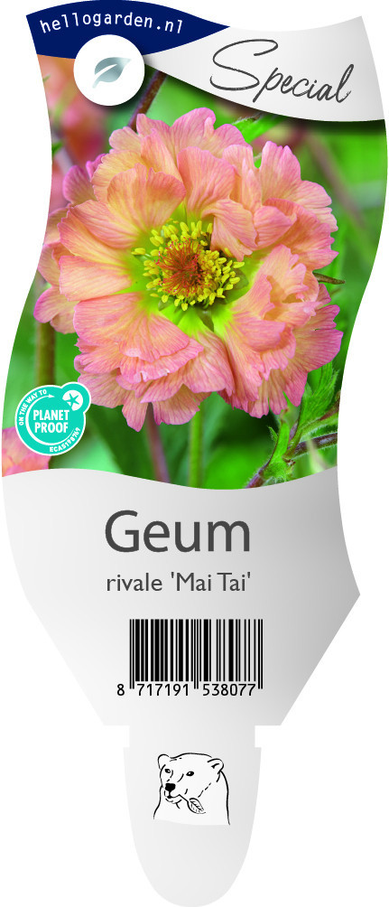 Geum rivale 'Mai Tai'