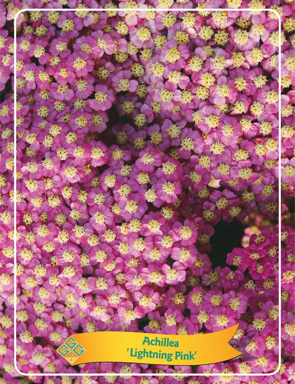 Picture of Achillea mix 6x10 srt. per shelve P11