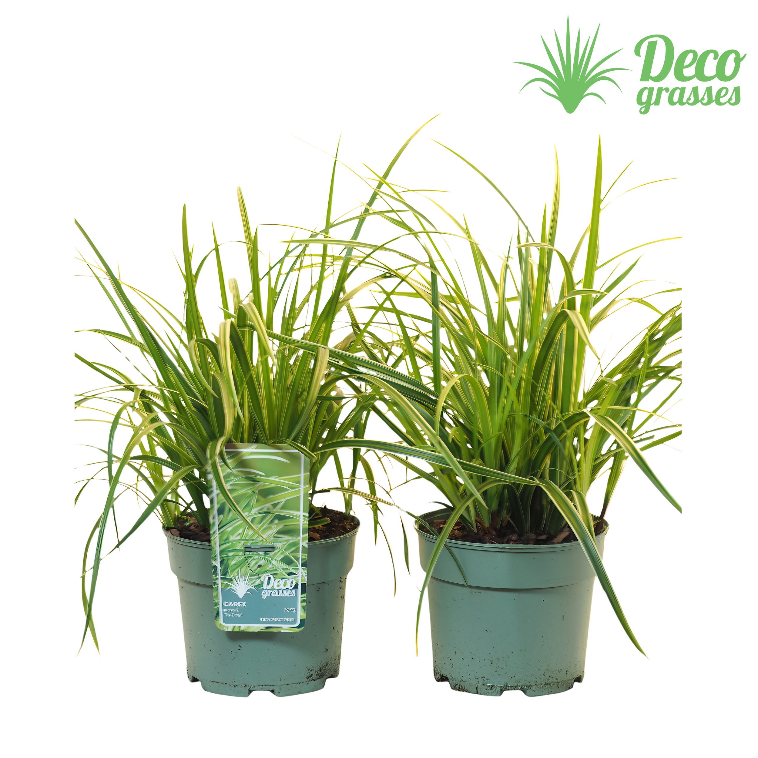 Picture of Carex morrowii Ice Dance ( PEAT FREE ) P19 50CM