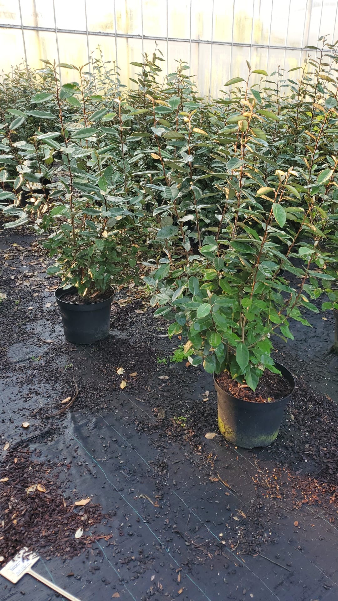 Picture of Elaeagnus ebbingei Compacta P32 80CM